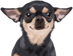 urgentvet pet clinic locations for veterinary urgent care for dog